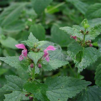 250 White Horehound Herb Seeds - Seed World