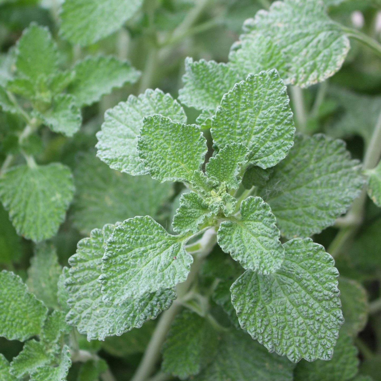 250 White Horehound Herb Seeds - Seed World