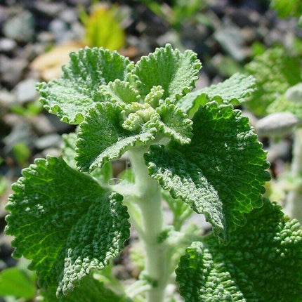 250 White Horehound Herb Seeds - Seed World