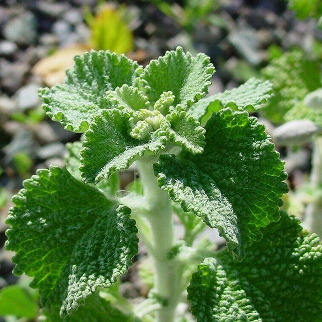250 White Horehound Herb Seeds - Seed World