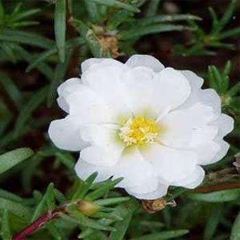 250 White Moss Rose - Portulaca Grandiflora Seeds - Seed World