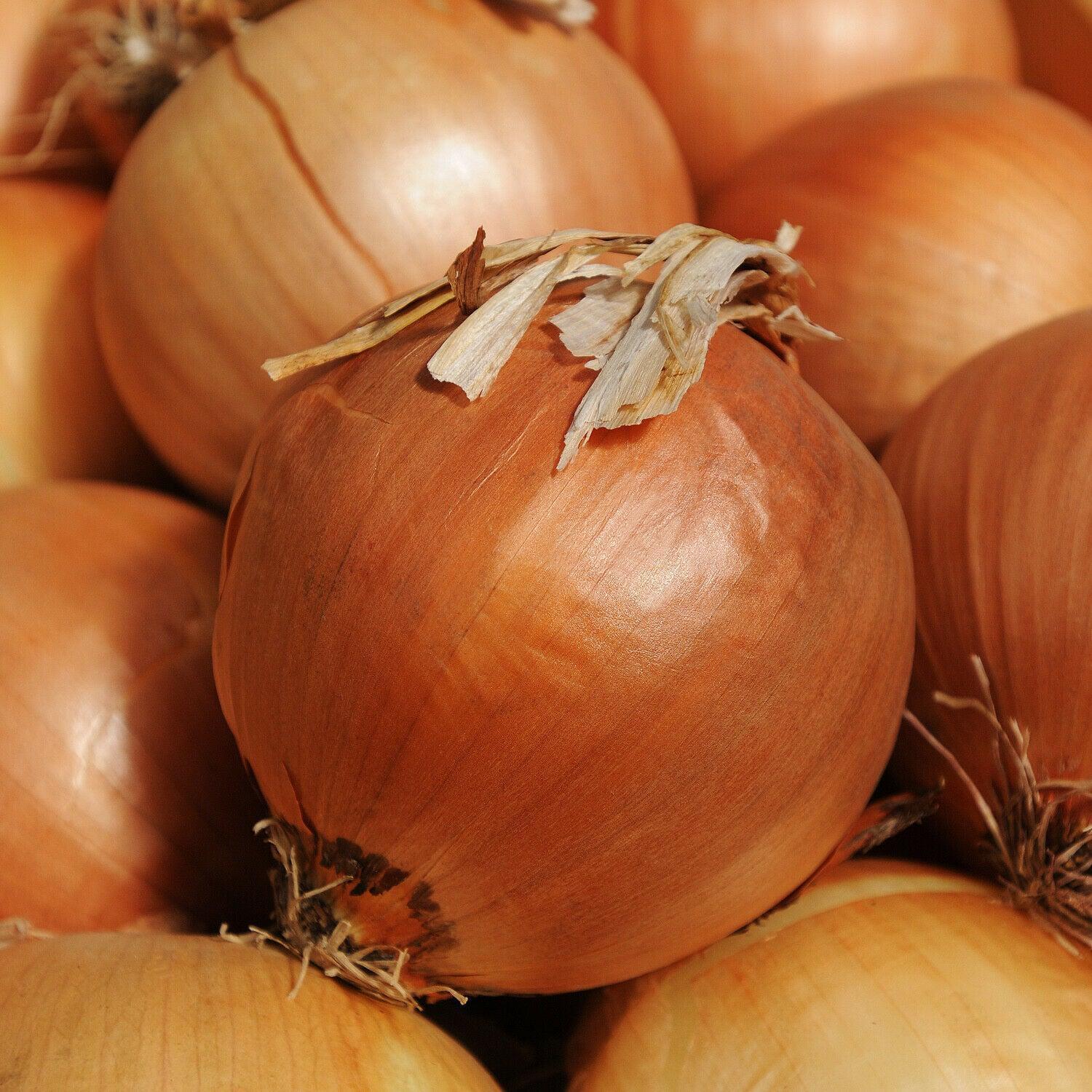 250 Yellow Sweet Spanish Onion Seeds – Heirloom Long Day Variety - Seed World