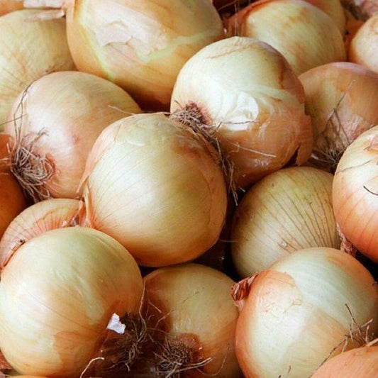 250 Yellow Sweet Spanish Onion Seeds – Heirloom Long Day Variety - Seed World