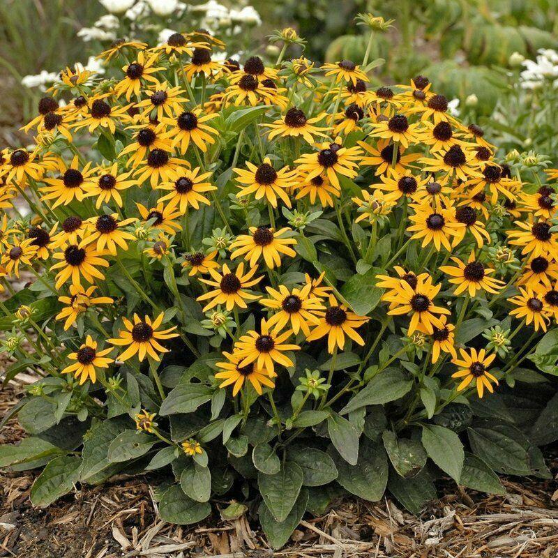 2500 Black Eyed Susan - Rudbeckia Hirta Seeds - Seed World