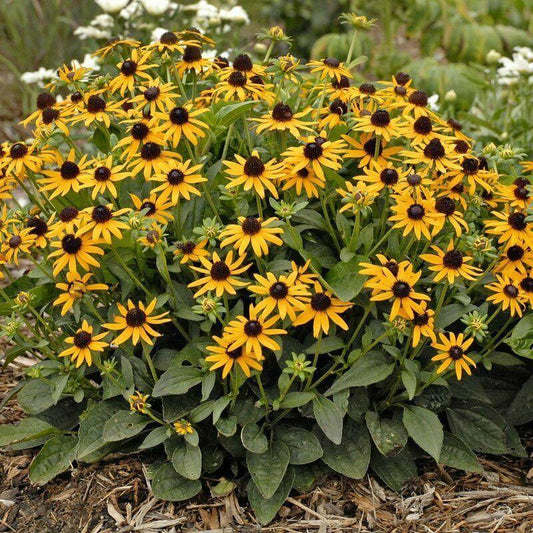 2500 Black Eyed Susan - Rudbeckia Hirta Seeds - Seed World