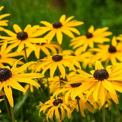 2500 Black Eyed Susan - Rudbeckia Hirta Seeds - Seed World