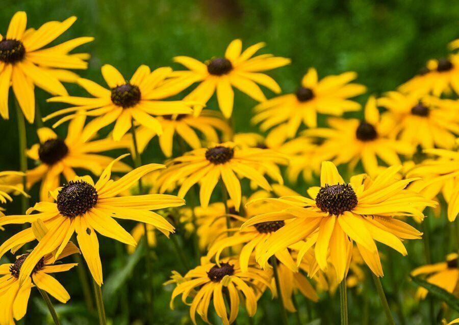 2500 Black Eyed Susan - Rudbeckia Hirta Seeds - Seed World