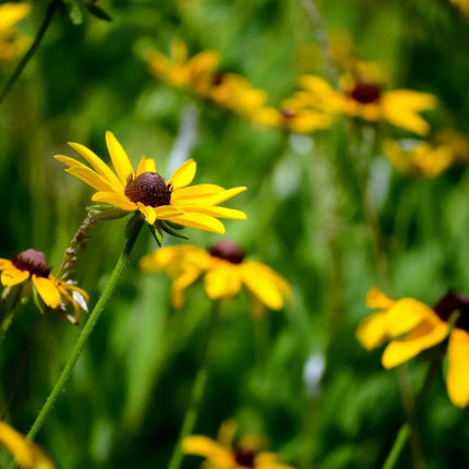 2500 Black Eyed Susan - Rudbeckia Hirta Seeds - Seed World