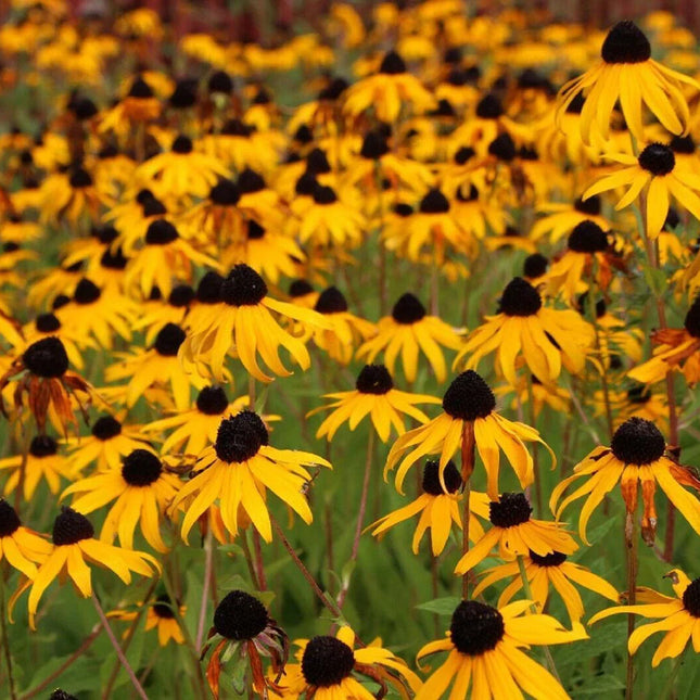 2500 Black Eyed Susan - Rudbeckia Hirta Seeds - Seed World