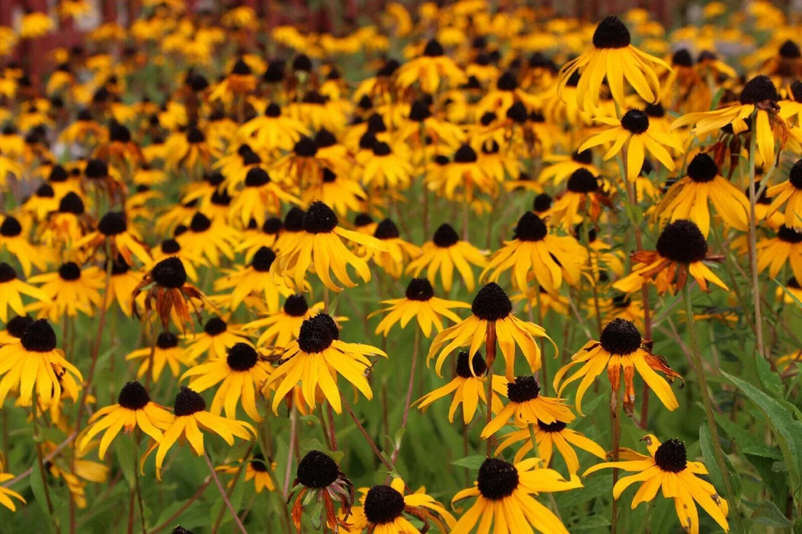 2500 Black Eyed Susan - Rudbeckia Hirta Seeds - Seed World