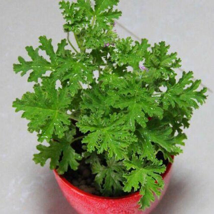 2500 Lemon Balm Seeds – Melissa officinalis - Seed World