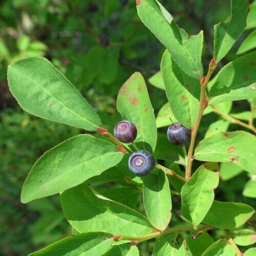 25 Evergreen Huckleberry - Vaccinium Ovatum Seeds