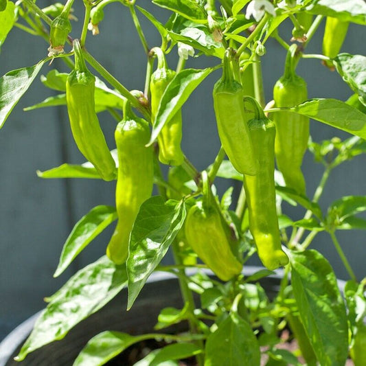 50 Golden Greek Pepperoncini Pepper Seeds