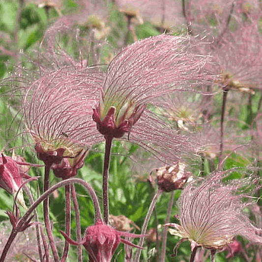 25 Prairie Smoke Flower Seeds - Seed World