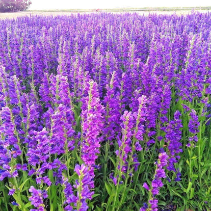 275 Rocky Mountain Penstemon Seeds - Seed World