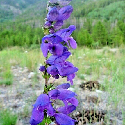 275 Rocky Mountain Penstemon Seeds - Seed World