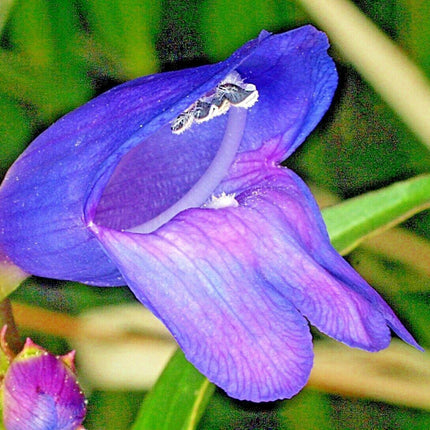 275 Rocky Mountain Penstemon Seeds - Seed World