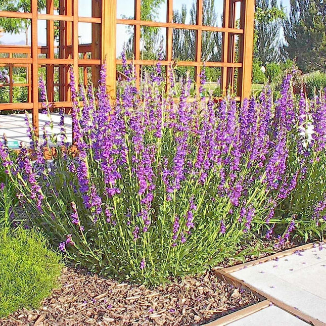 275 Rocky Mountain Penstemon Seeds - Seed World