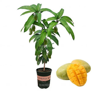 2pcs Mango Fruit Tree Seeds - Seed World