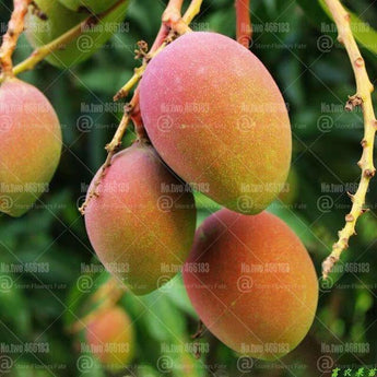 2pcs Mango Fruit Tree Seeds - Seed World