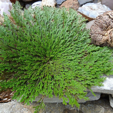 3 Jericho Flower Rose of Jericho, Resurrection Flower, Whole Dried Herb - Seed World