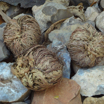 3 Jericho Flower Rose of Jericho, Resurrection Flower, Whole Dried Herb - Seed World