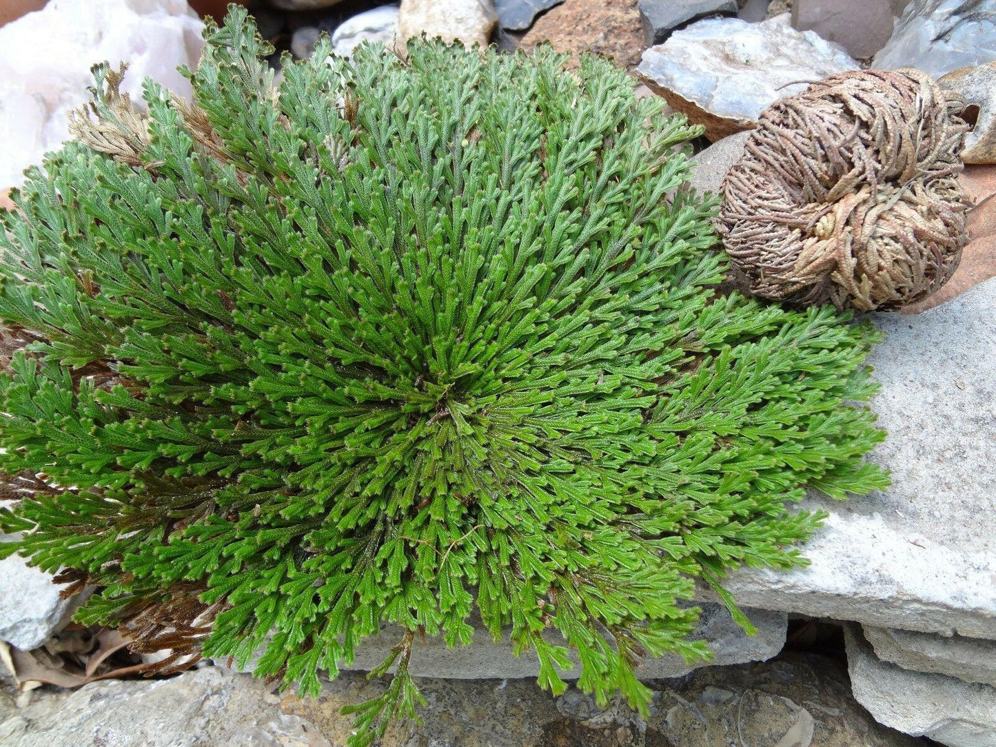 3 Jericho Flower Rose of Jericho, Resurrection Flower, Whole Dried Herb - Seed World