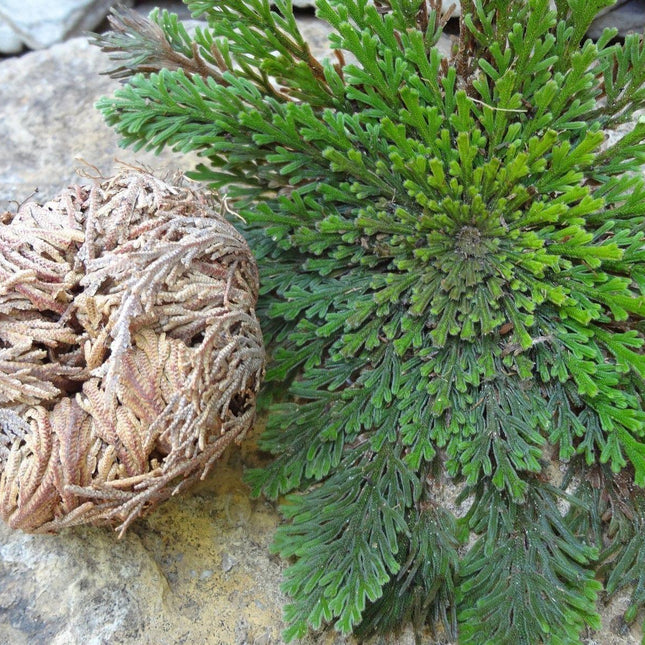 3 Jericho Flower Rose of Jericho, Resurrection Flower, Whole Dried Herb - Seed World