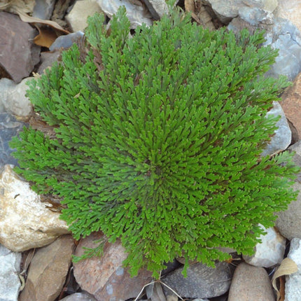 3 Jericho Flower Rose of Jericho, Resurrection Flower, Whole Dried Herb - Seed World