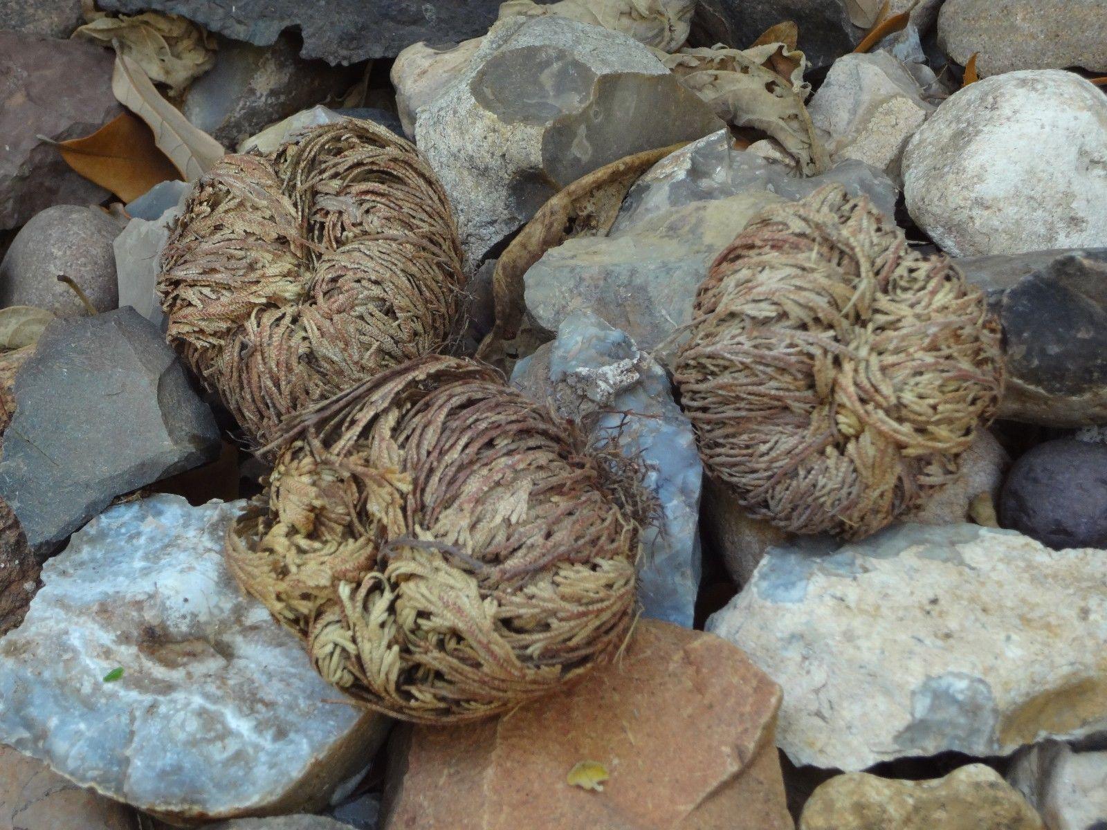 3 Jericho Flower Rose of Jericho, Resurrection Flower, Whole Dried Herb - Seed World