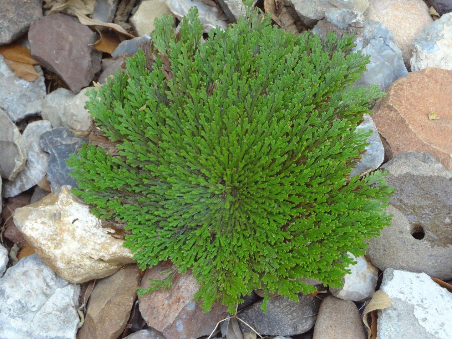 3 Jericho Flower Rose of Jericho, Resurrection Flower, Whole Dried Herb - Seed World