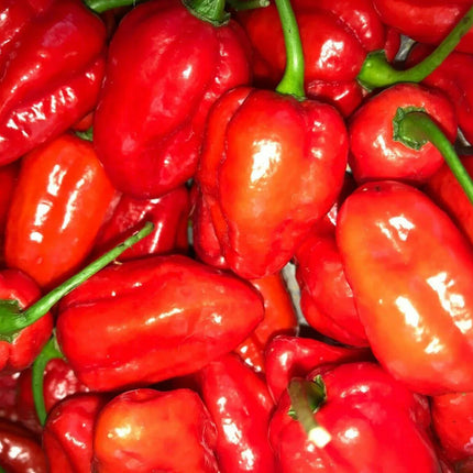 3 Super Hot Pepper Live Plants - Caribbean Red Habanero Chili - Seed World