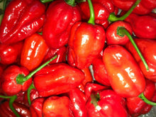 3 Super Hot Pepper Live Plants - Caribbean Red Habanero Chili - Seed World