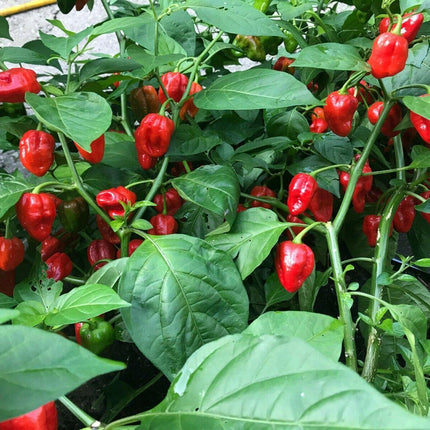 3 Super Hot Pepper Live Plants - Caribbean Red Habanero Chili - Seed World