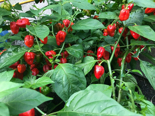 3 Super Hot Pepper Live Plants - Caribbean Red Habanero Chili - Seed World