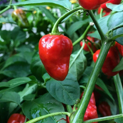 3 Super Hot Pepper Live Plants - Caribbean Red Habanero Chili - Seed World