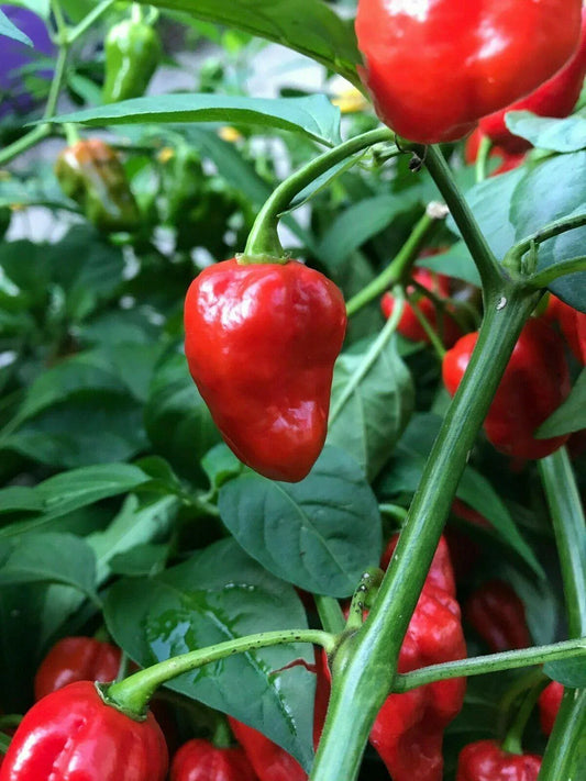 3 Super Hot Pepper Live Plants - Caribbean Red Habanero Chili - Seed World