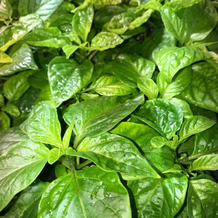 3 Super Hot Pepper Live Plants - Caribbean Red Habanero Chili - Seed World