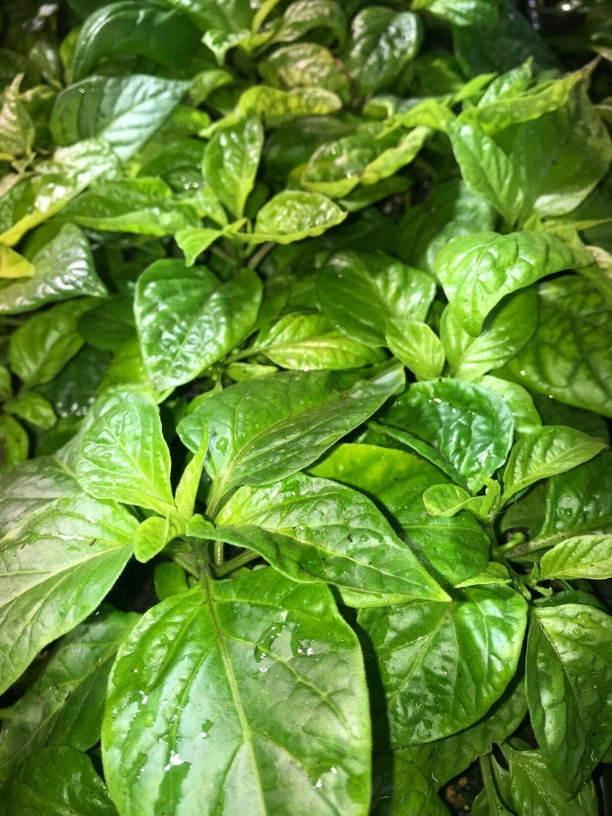 3 Super Hot Pepper Live Plants - Caribbean Red Habanero Chili - Seed World