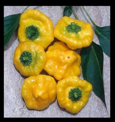 3 Yellow Jamaican Scotch Bonnet Super Hot Pepper Live Plants - Seed World