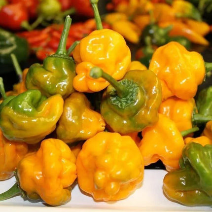 3 Yellow Jamaican Scotch Bonnet Super Hot Pepper Live Plants - Seed World