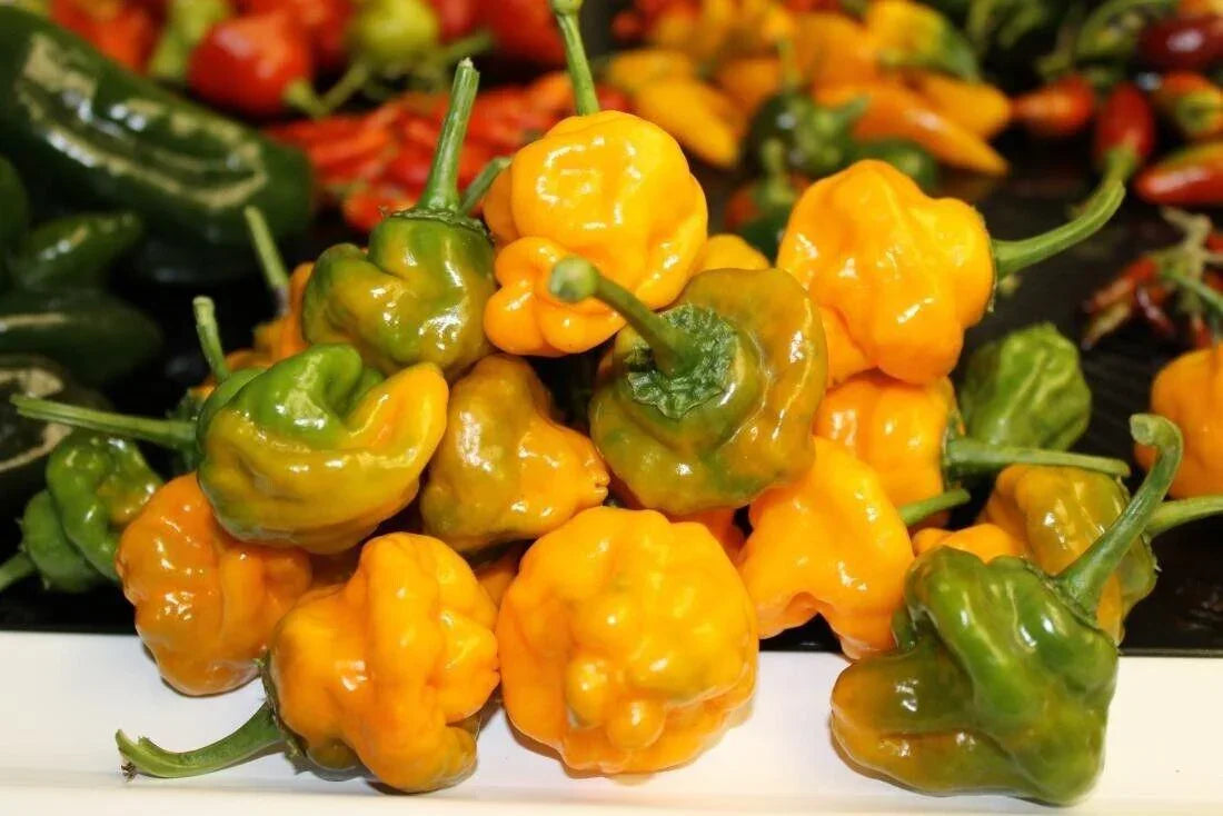 3 Yellow Jamaican Scotch Bonnet Super Hot Pepper Live Plants - Seed World