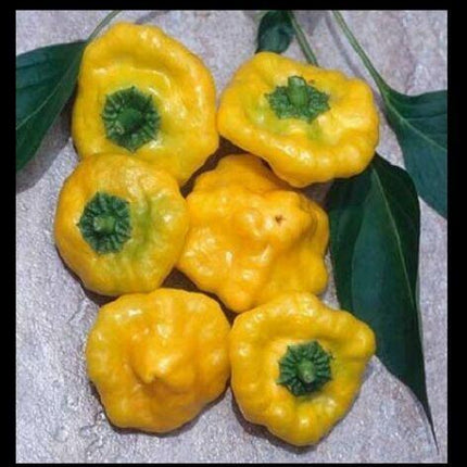 3 Yellow Jamaican Scotch Bonnet Super Hot Pepper Live Plants - Seed World