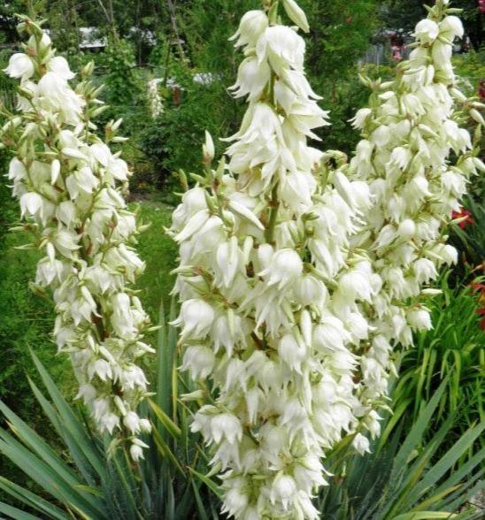 30 Adams Needle Seeds - Seed World