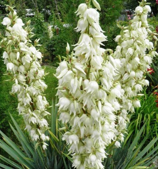 30 Adams Needle Seeds - Seed World