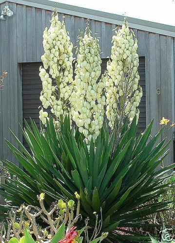 30 Adams Needle Seeds - Seed World