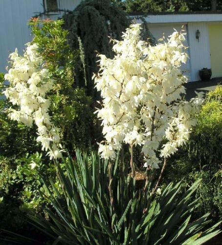 30 Adams Needle Seeds - Seed World