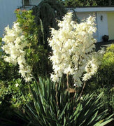 30 Adams Needle Seeds - Seed World