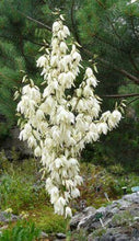 30 Adams Needle Seeds - Seed World