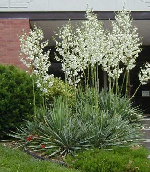 30 Adams Needle Seeds - Seed World